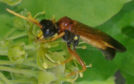 Tenthredinidae : Tenthredo campestris? s!